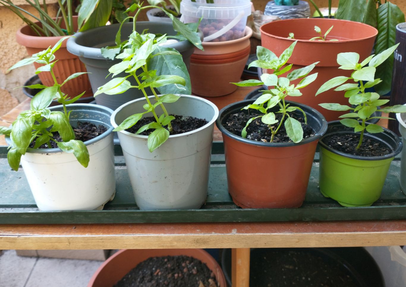 Four or five basil plants, all cuttings from the same starting basil.