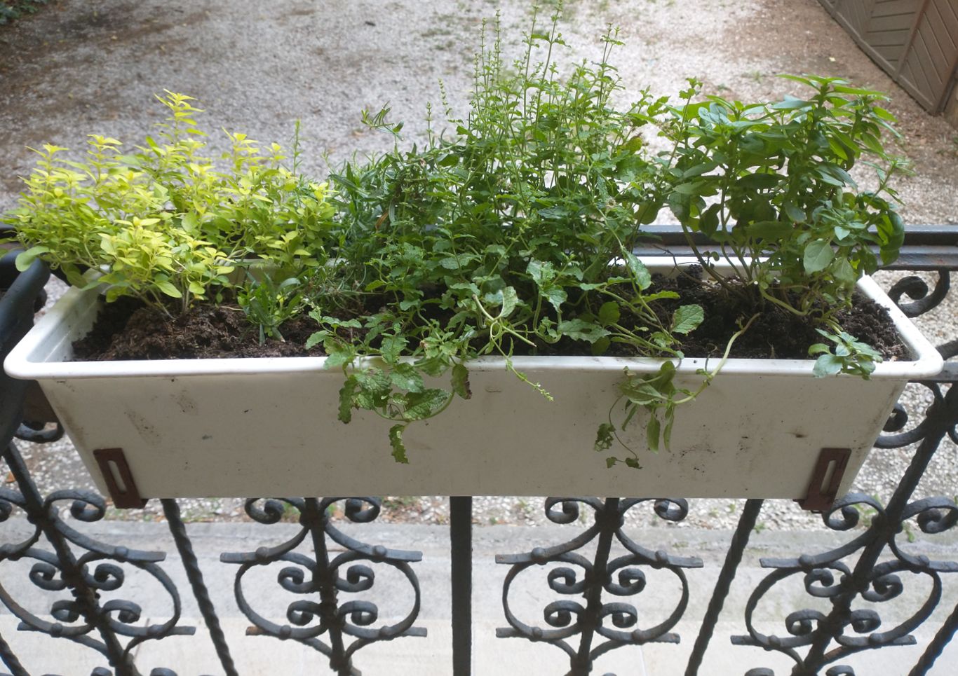 Herbs growing in a hanging container.