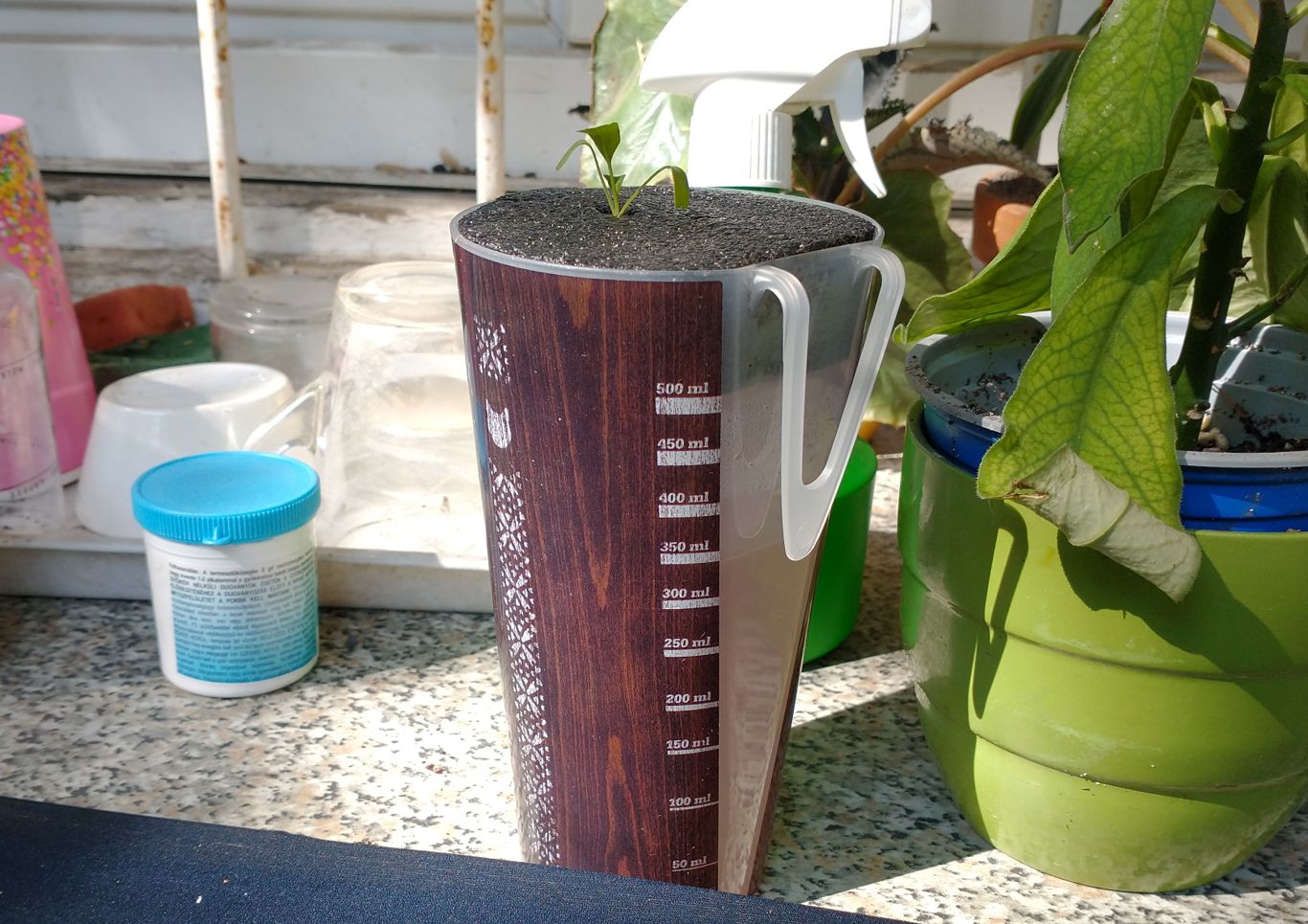 A rosemary plant in a half liter Kratky cup.