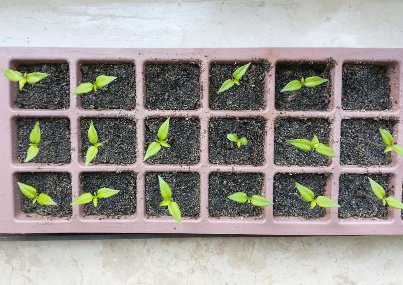 A tray of habanero seedlings.