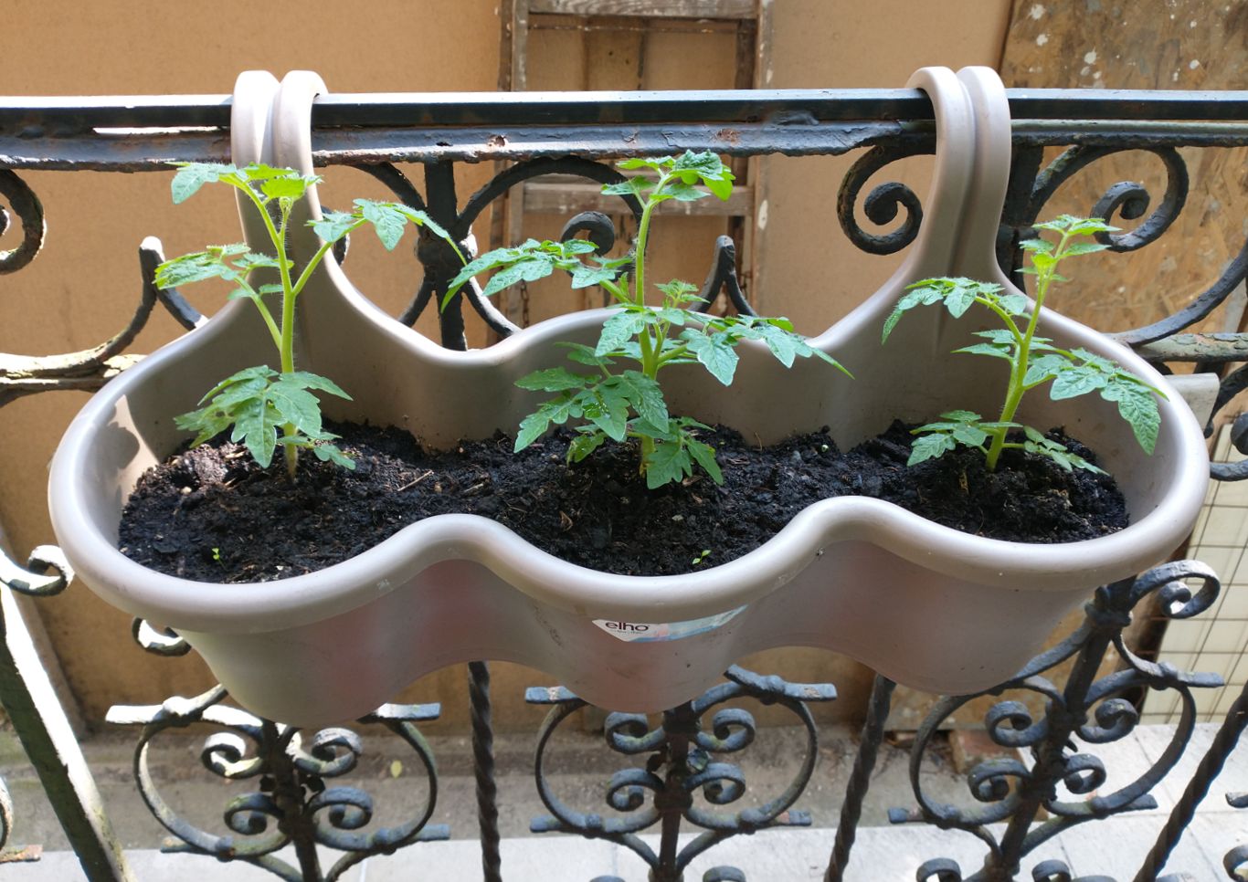 Three tomato plants in a hanging container.